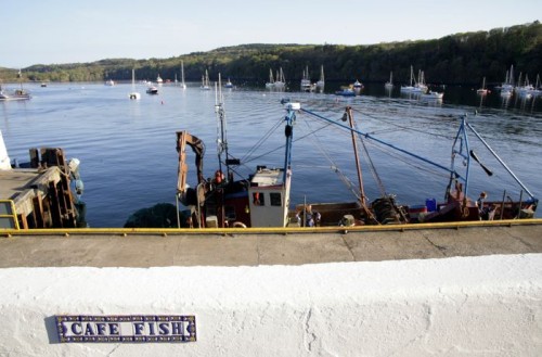 Cafe Fish